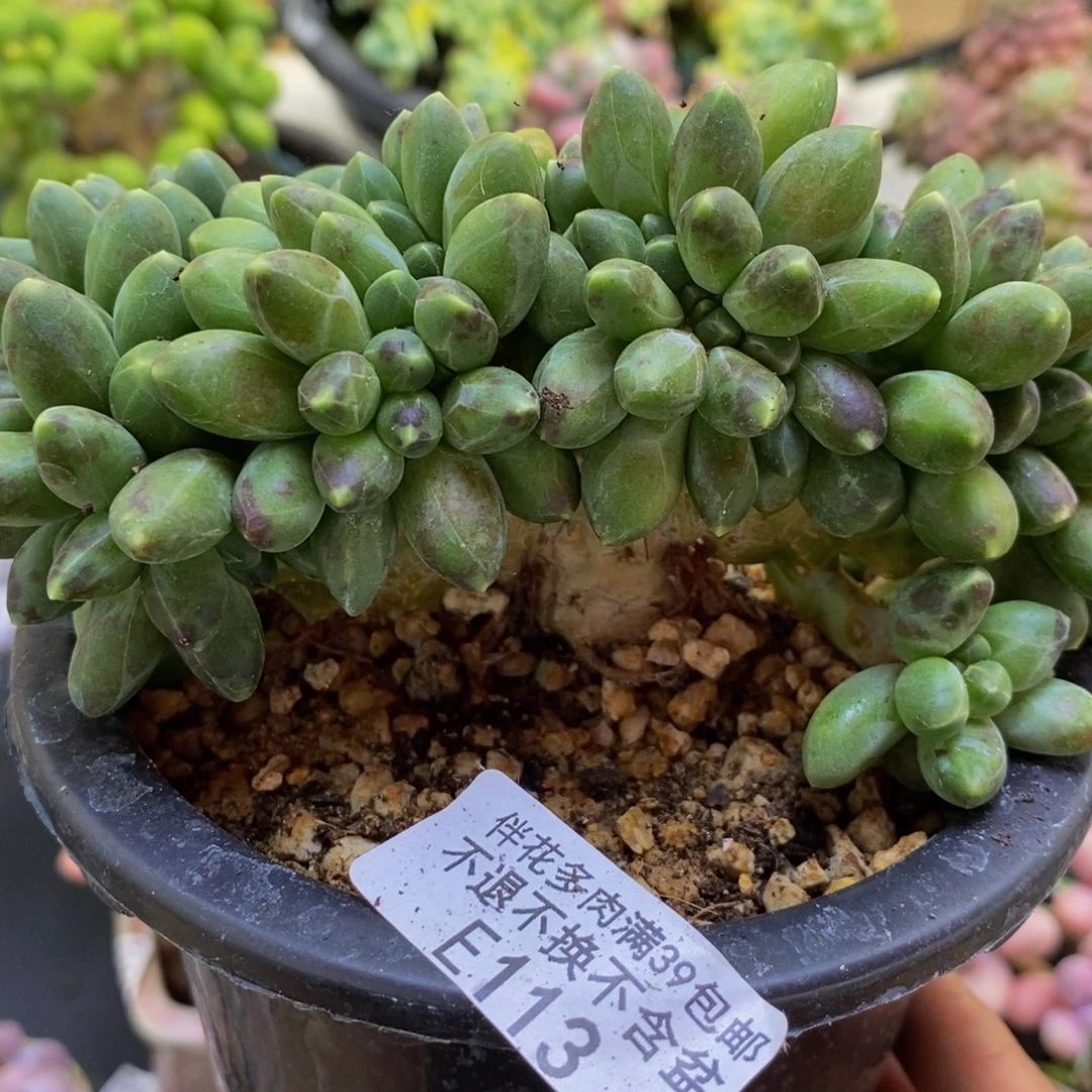 113香蕉树缀12cm多肉