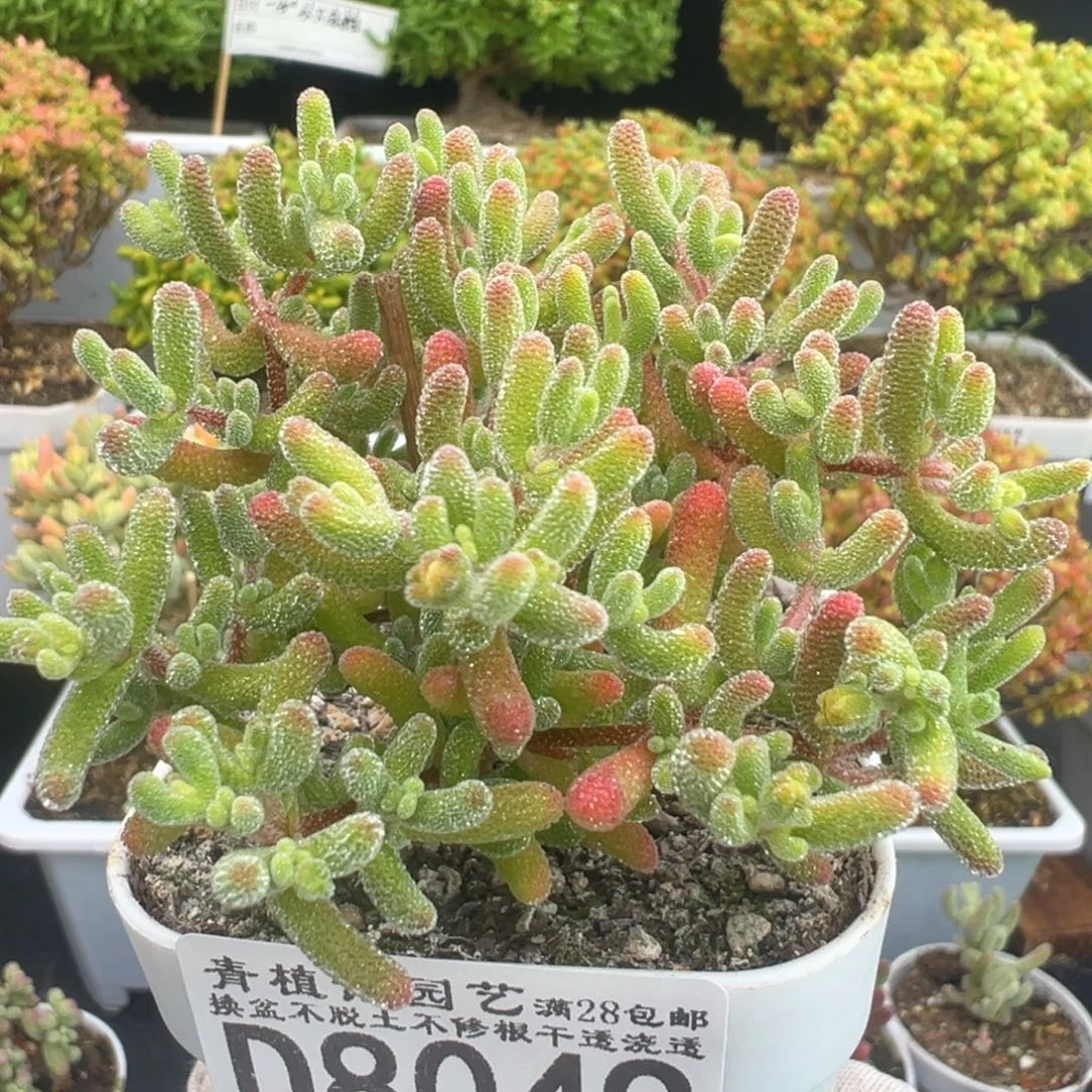 D8049冰晶杂红叶枝干