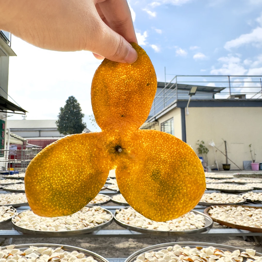 【新会梅江大红皮】2025年广东新会陈皮圈枝茶枝柑大红新皮核心产区