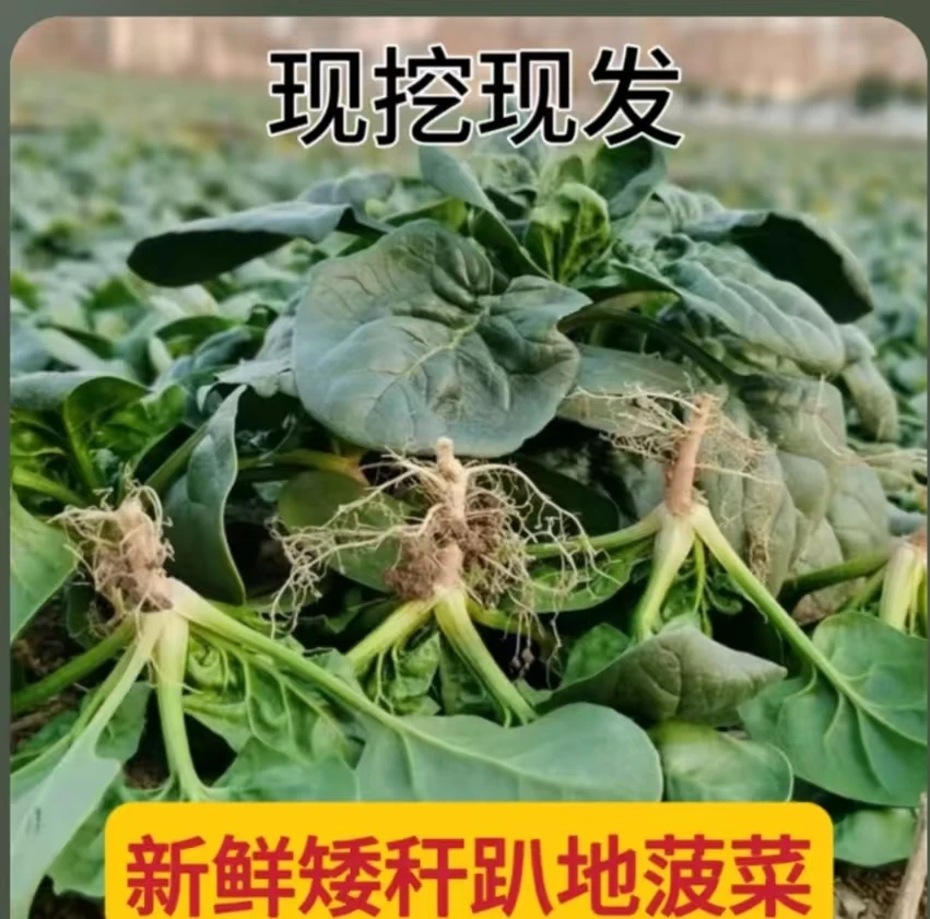 霜打雪冻红根趴地菠菜