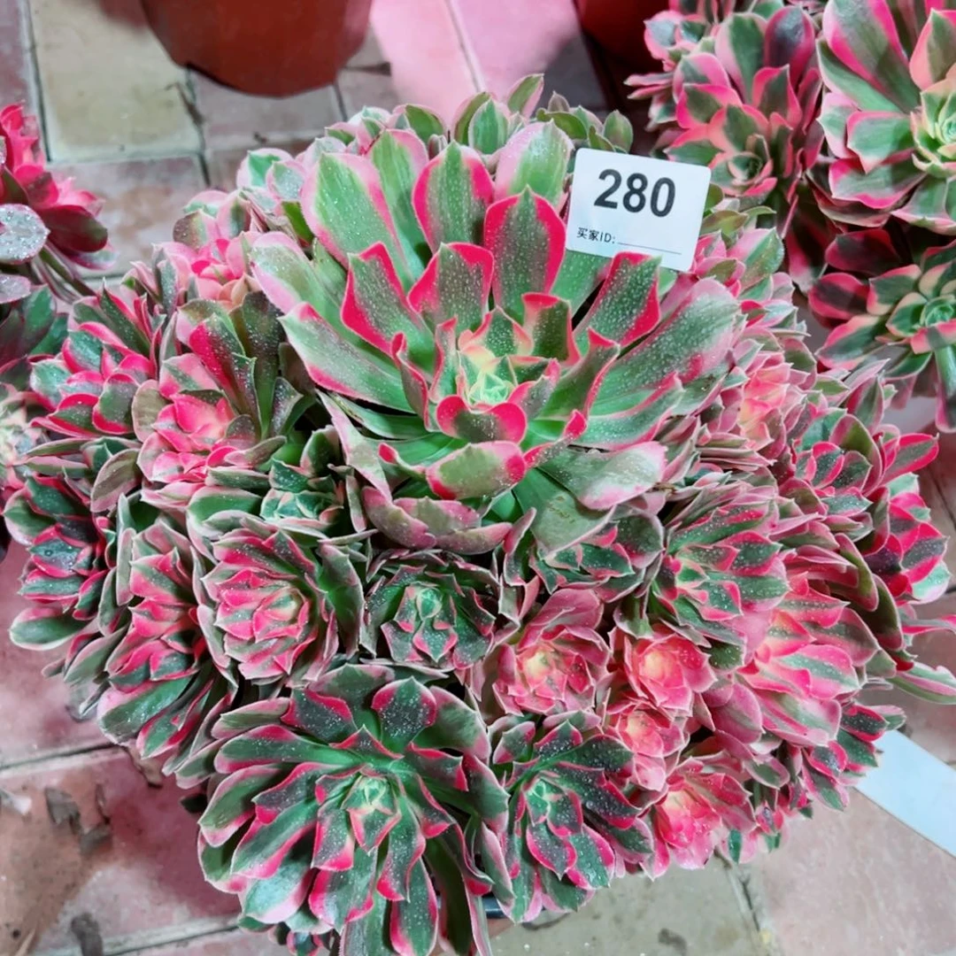 280男神法师多肉植物