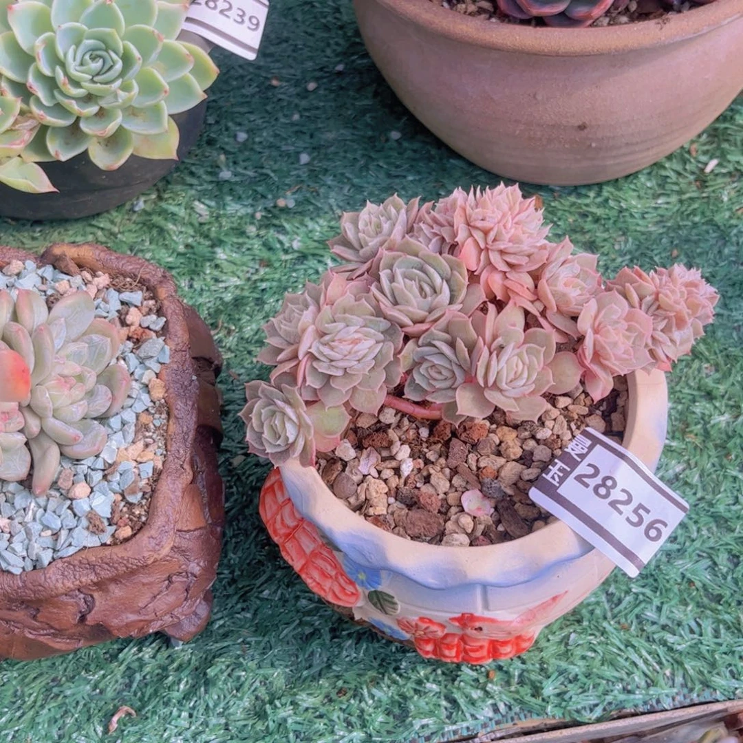 佛***冬昂斯洛缀多肉植物28256