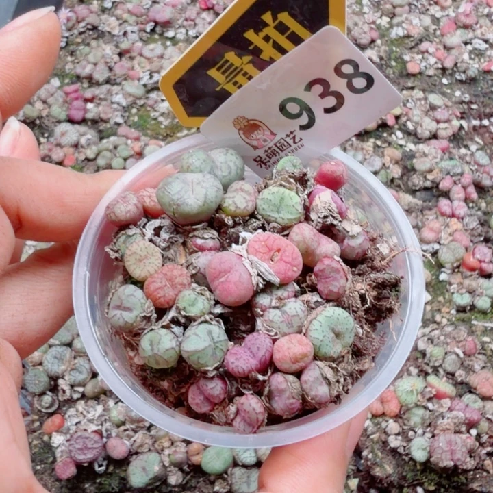 多肉植物多肉植物