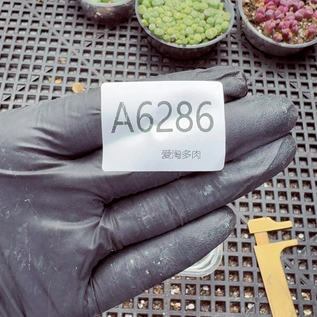 6286–量拍大白尺寸1.3-1.5 15颗