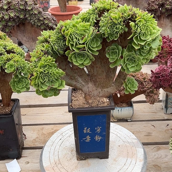 绿羊绒缀化冠幅30厘米左右