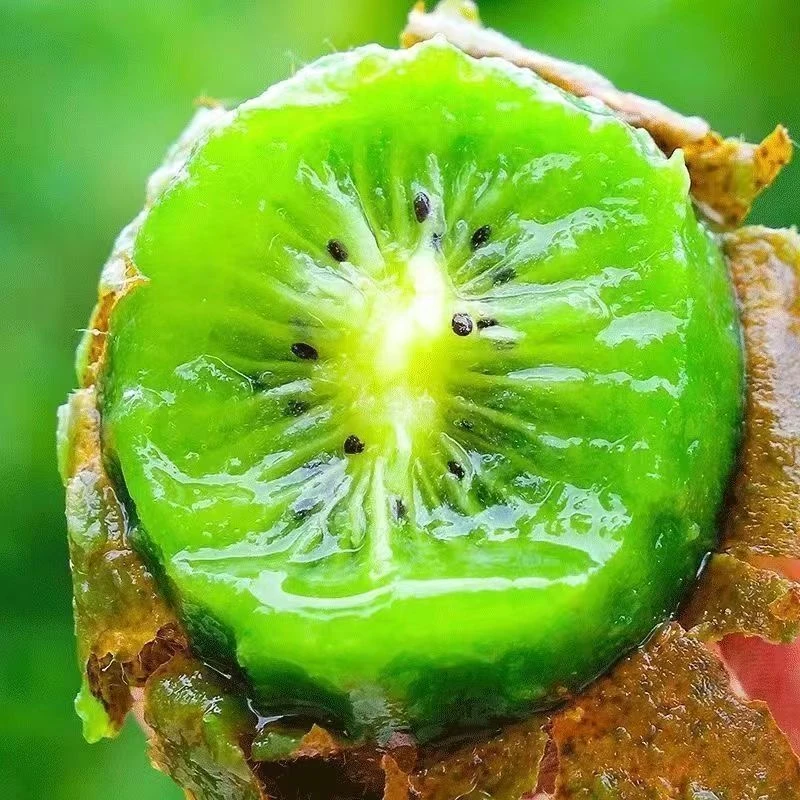 正宗陕西徐香猕猴桃新鲜采摘果肉细腻多汁香甜可口当季水果