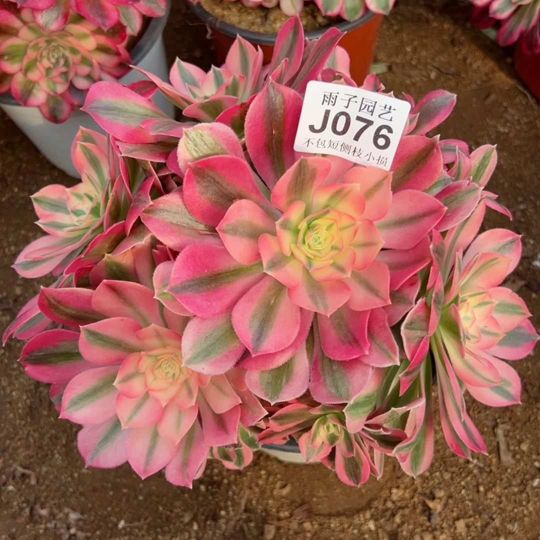 076粉女巫尺寸22左右