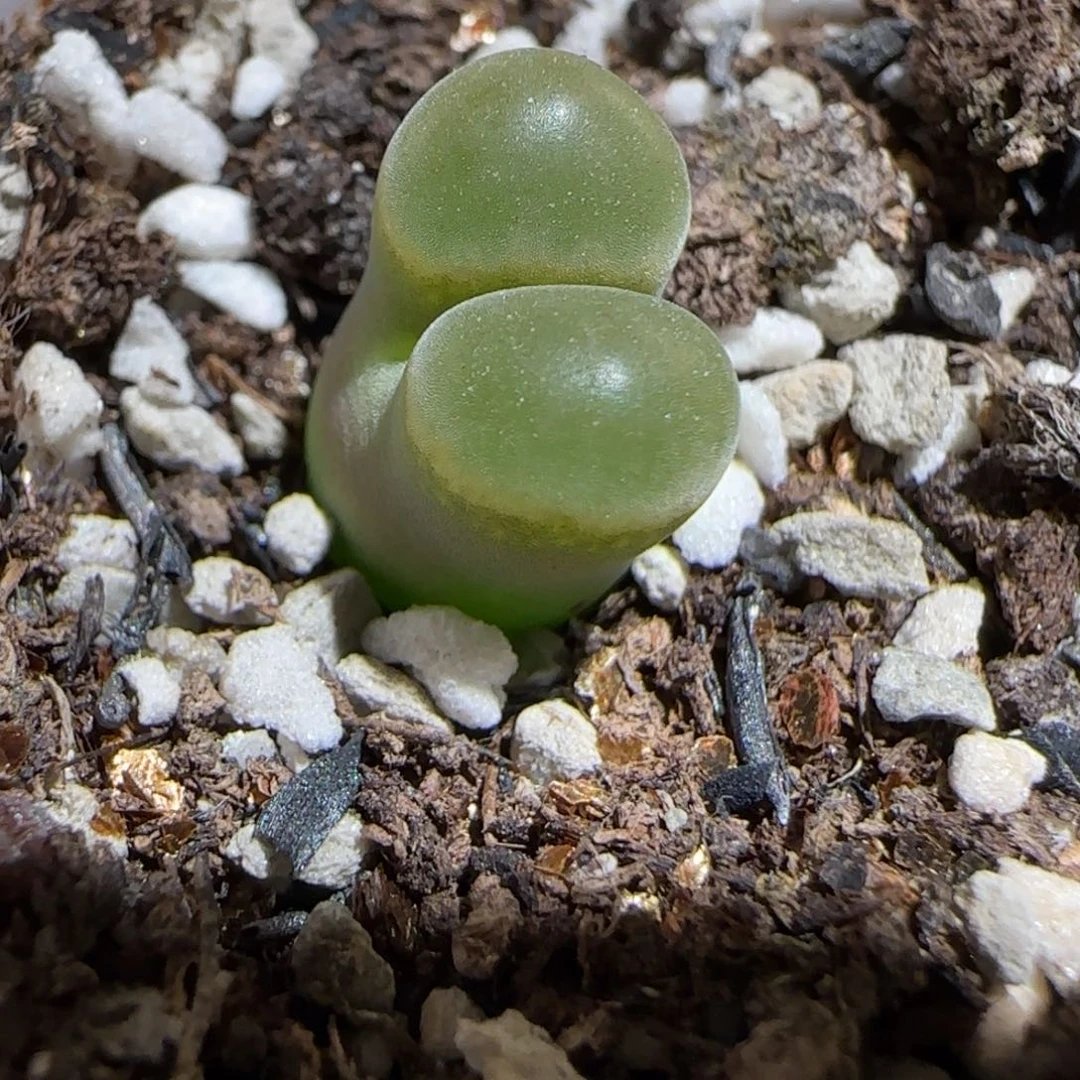 肉锥多肉植物组合-磁铁693
