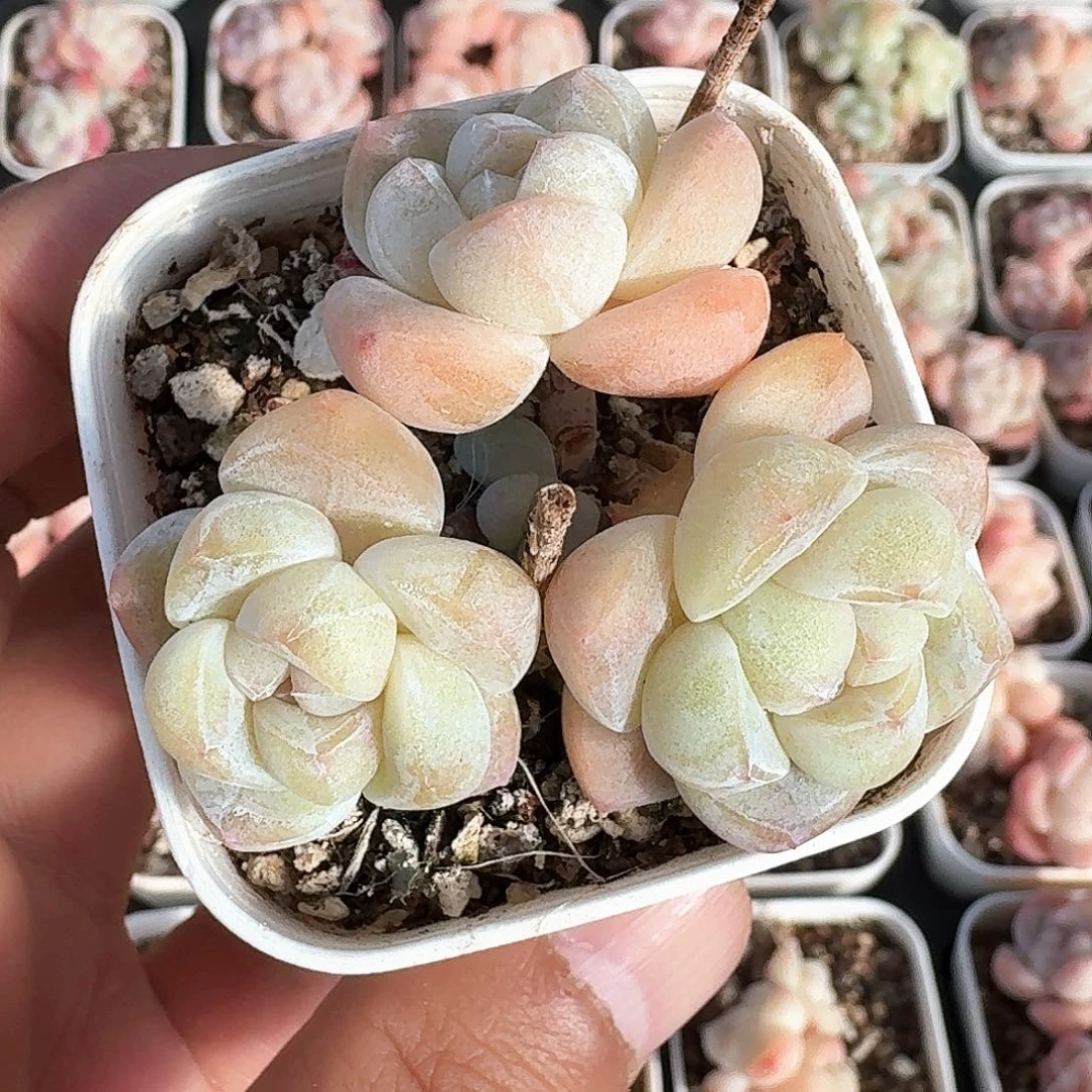 多肉冰玉长腿糯黄色