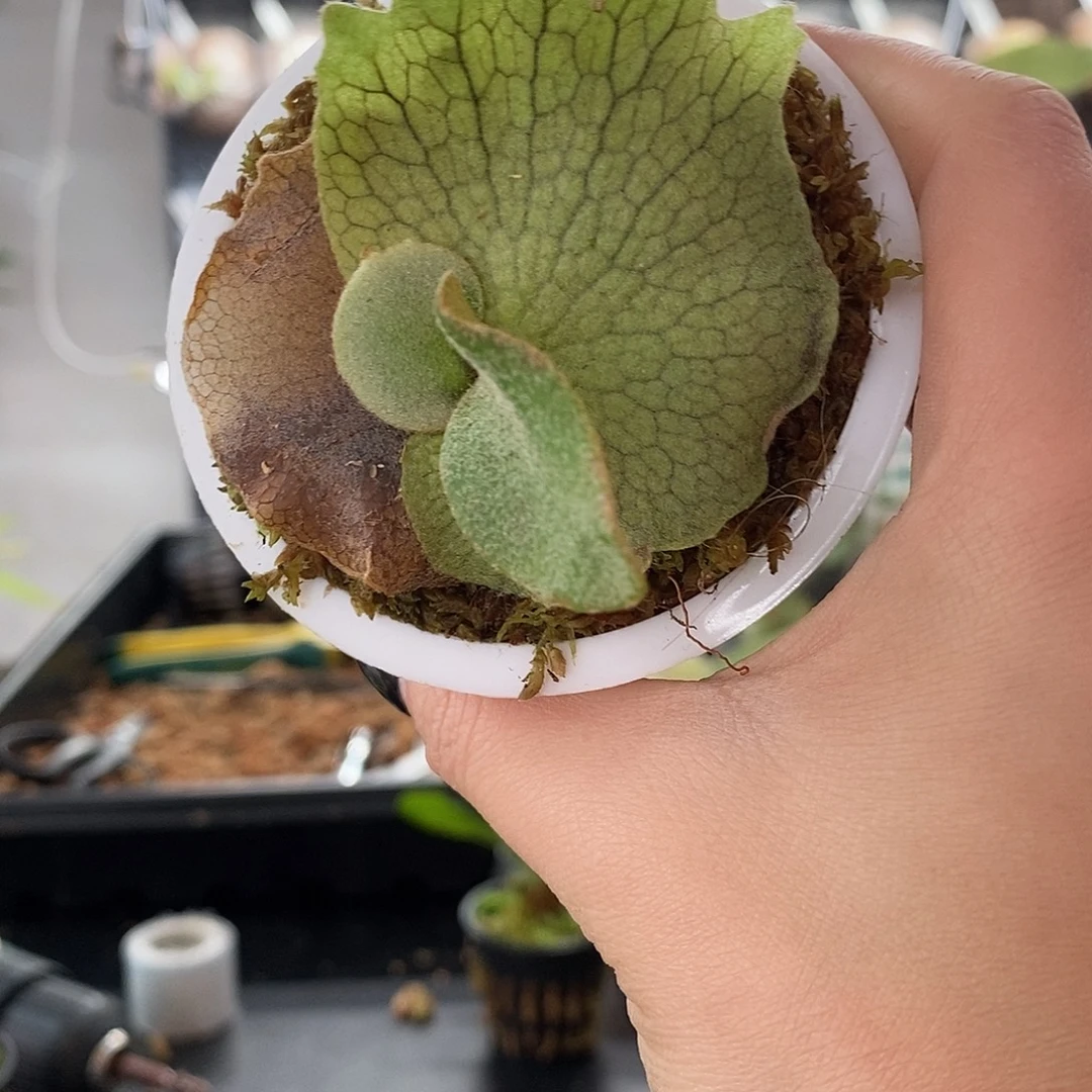 无花朵无开花植物