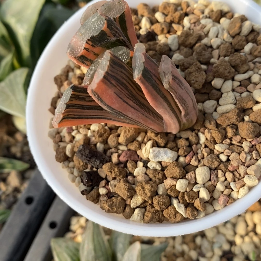 一颗玉扇锦 开播福利