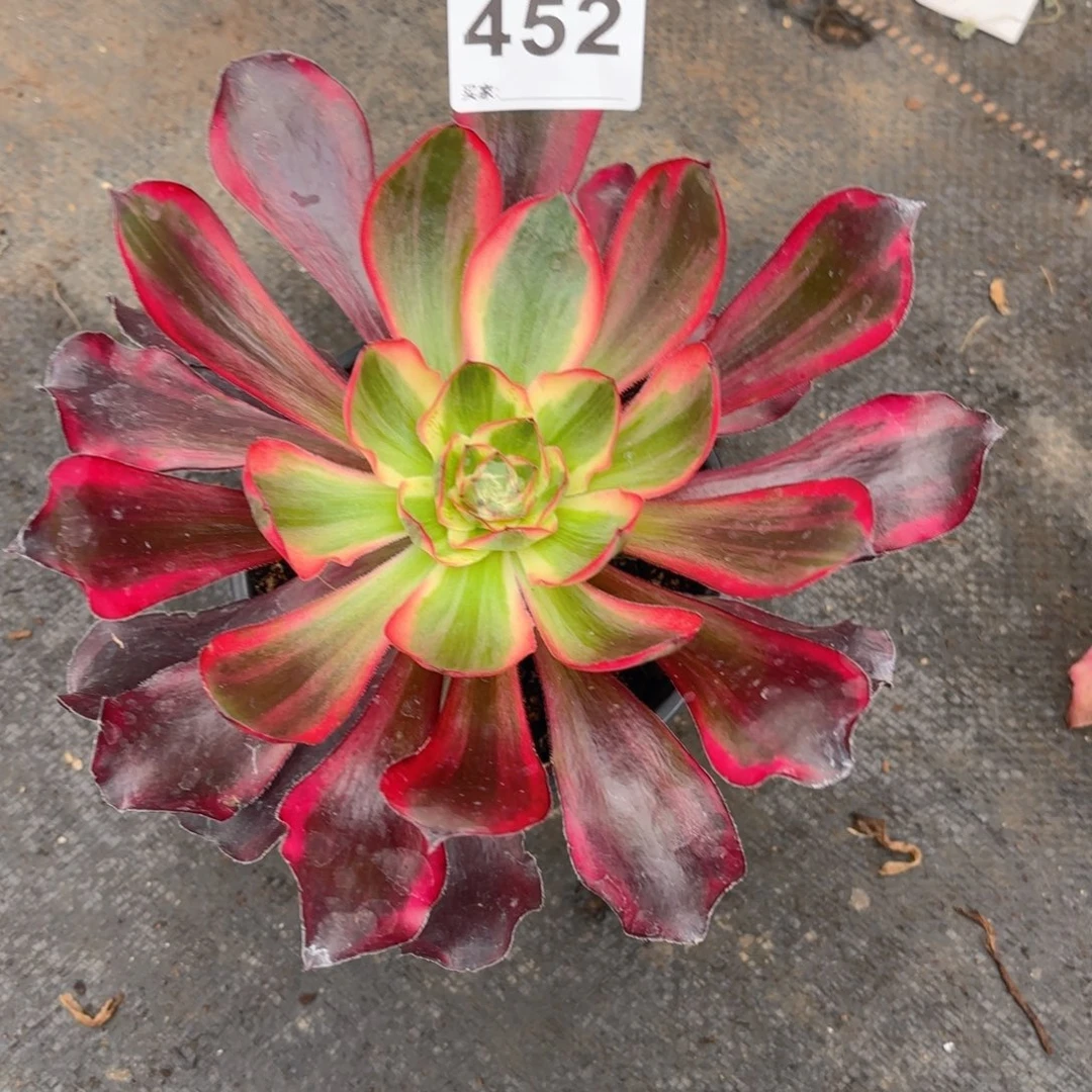 6****赞123  452多肉法师