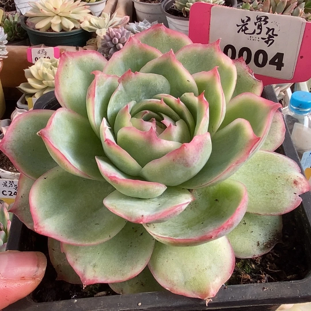 004侧影玫瑰哈哈哈哈哈