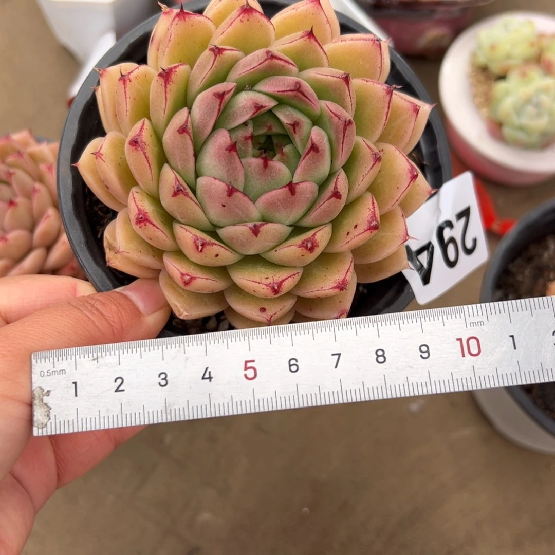 ?**?294 多肉植物组合盆栽