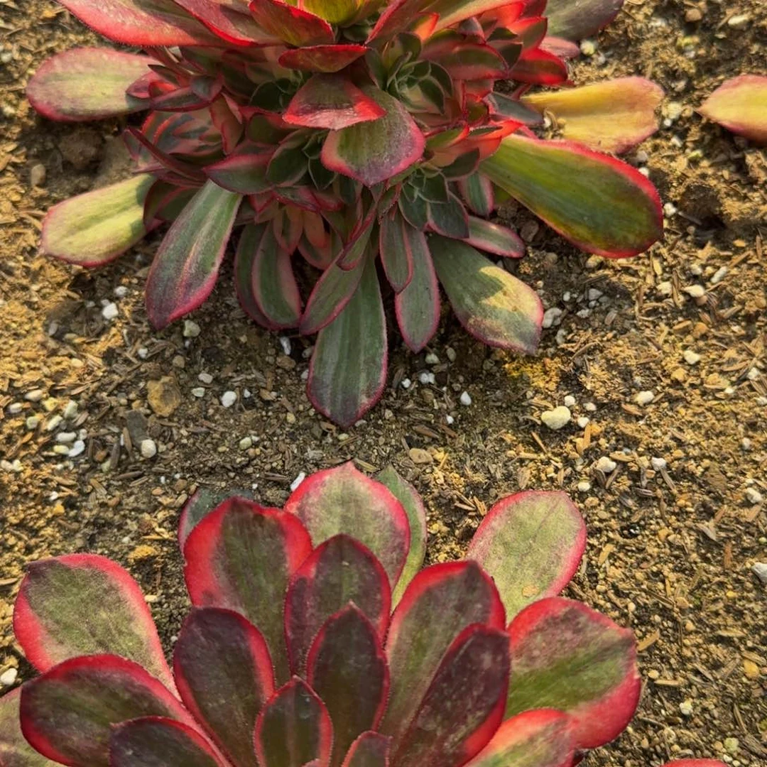 樱**子021黑魔锦。多肉植物