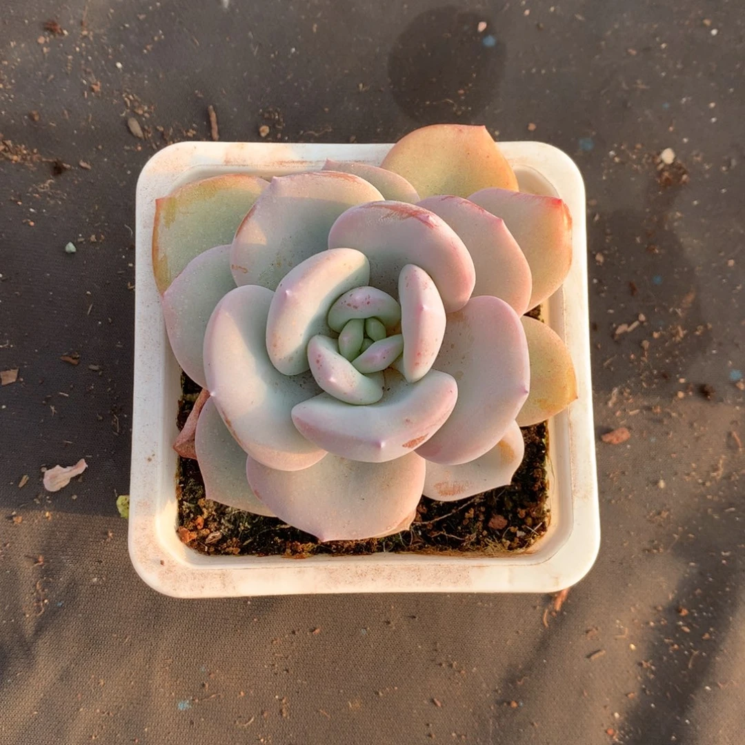 星****迷星星000000000000