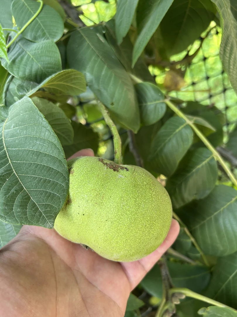 文玩核桃，所见即所得