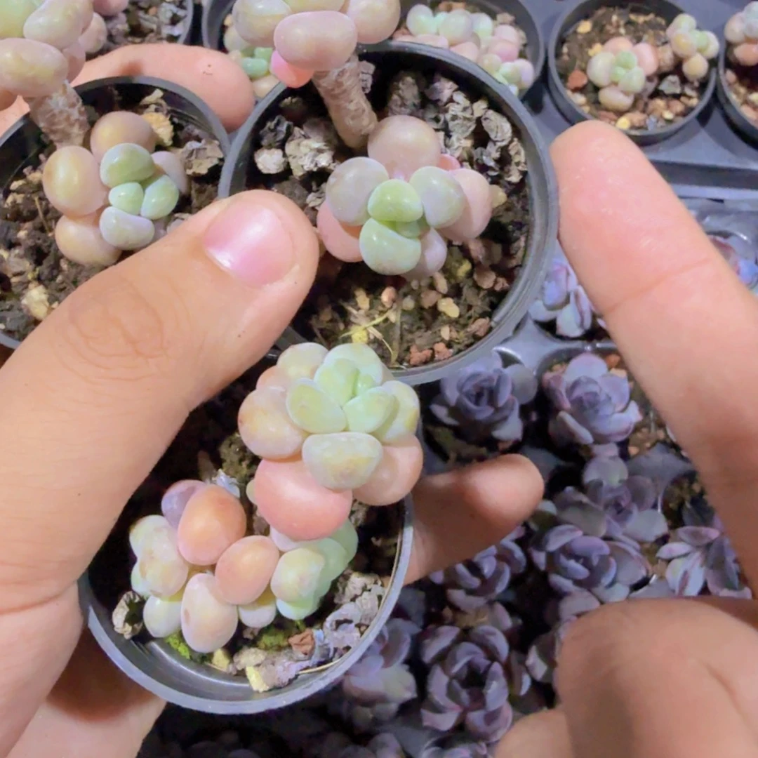 韩版小碗鱼子酱一颗