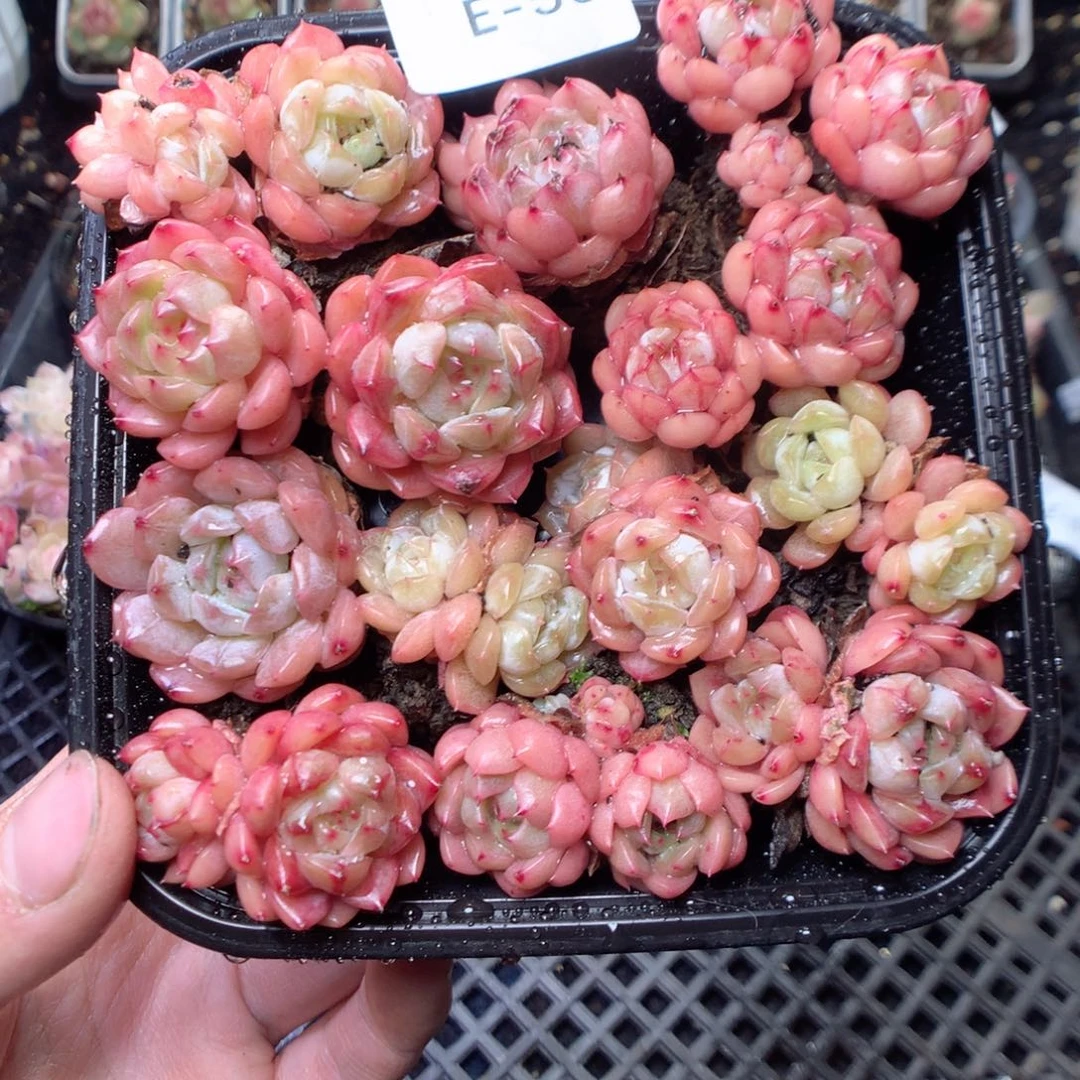 无花朵E56。yyyyyyyyu