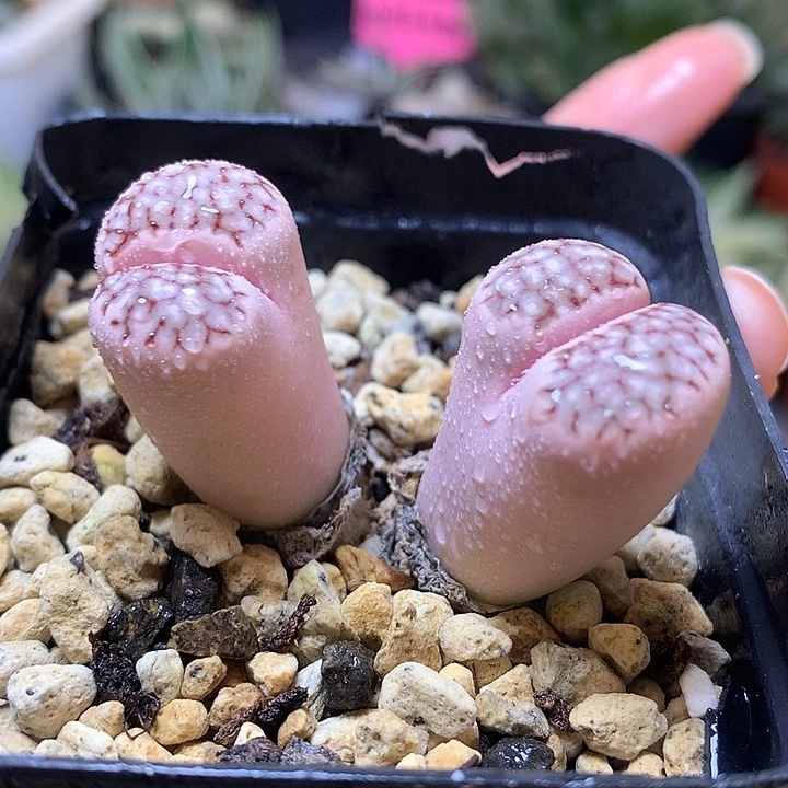 生石花带盆土looo