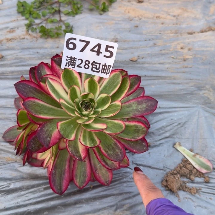 潜***手6745/6744两个荔枝一号棚I