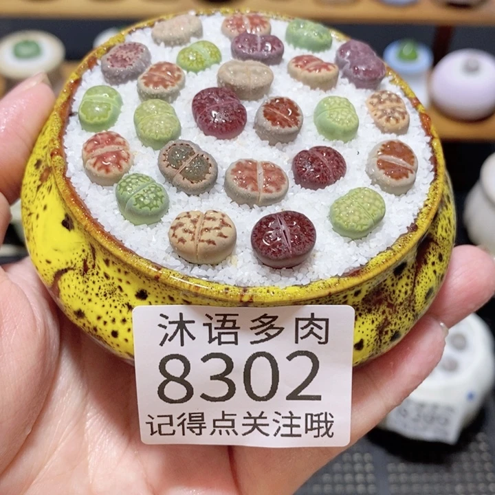 带盆土植物 精美盆栽8302
