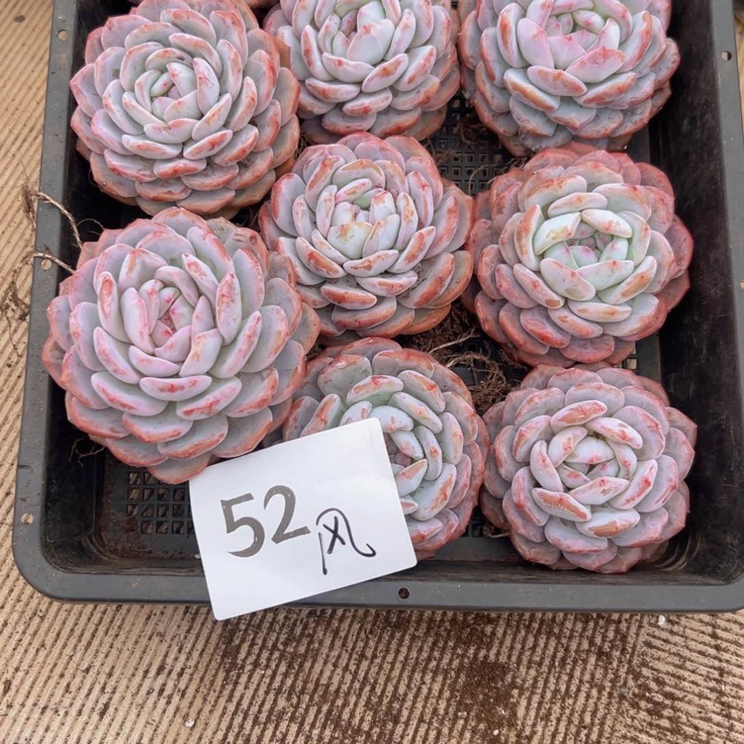 雅*52？中国xvv吃不吃很喜欢好吃