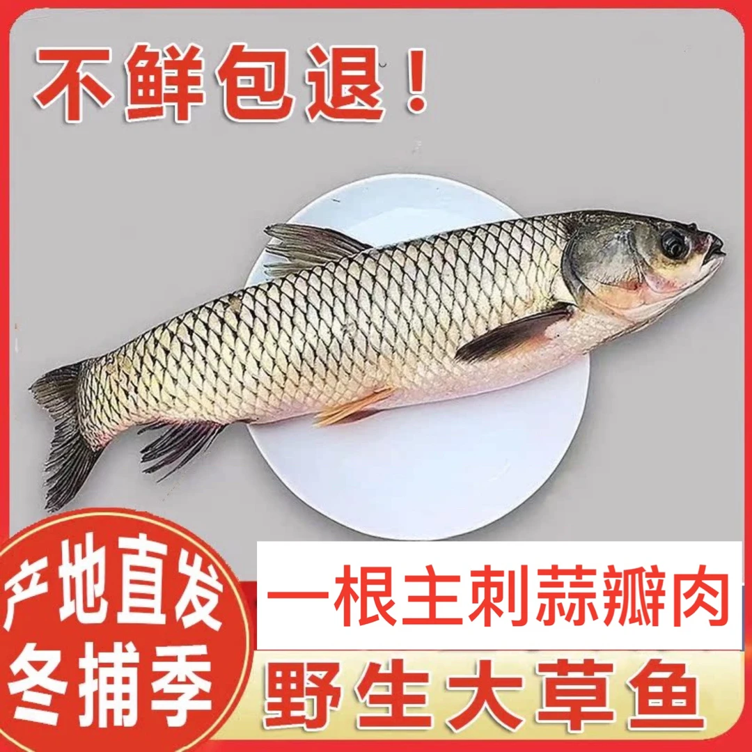 冬捕野生大草鱼肉质紧实蒜瓣肉