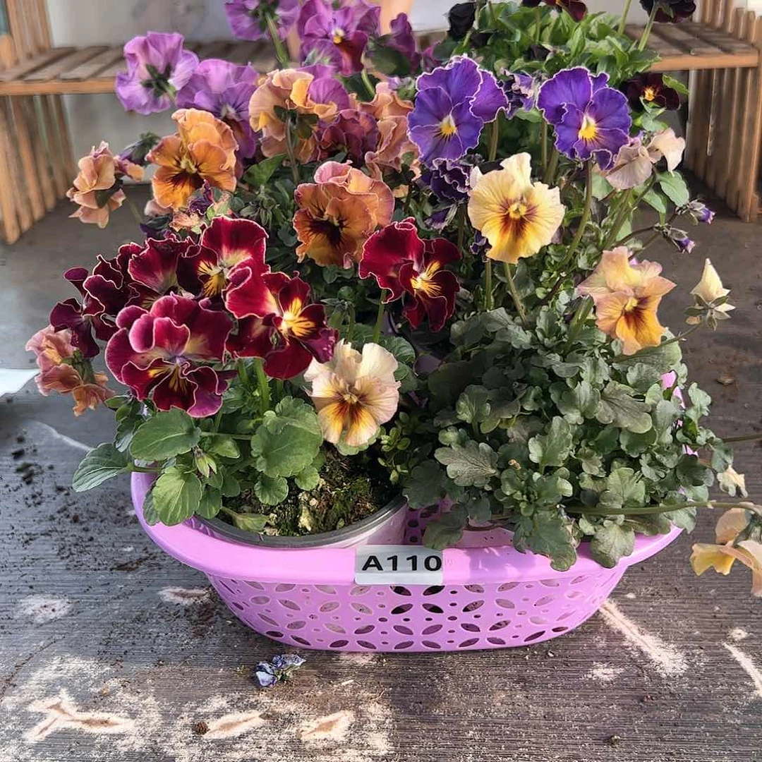 【闪购商品】110号