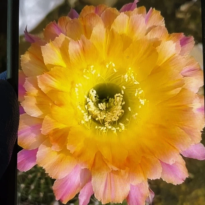 果粒橙侧芽歪5公分以上满18包邮