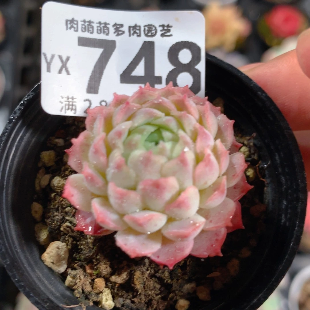 5CM拇指盆精控多肉YX748