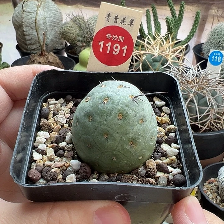 自根洞洞习志野3.7cm