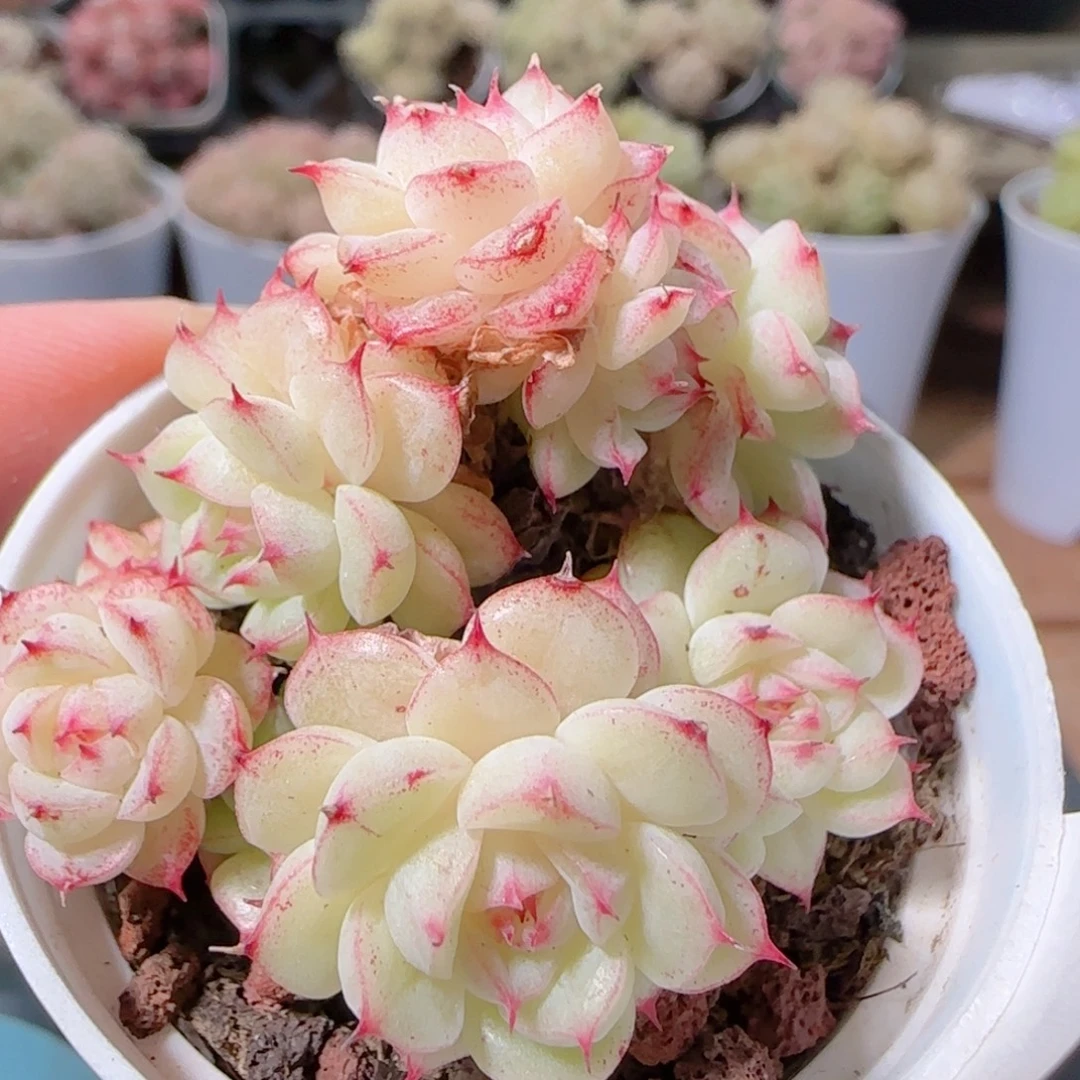 花语多肉1226-38散