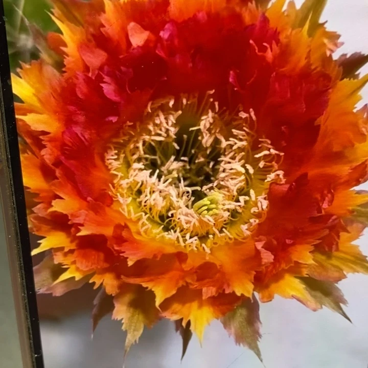 彩草橙红羽毛侧芽2.5公分左右