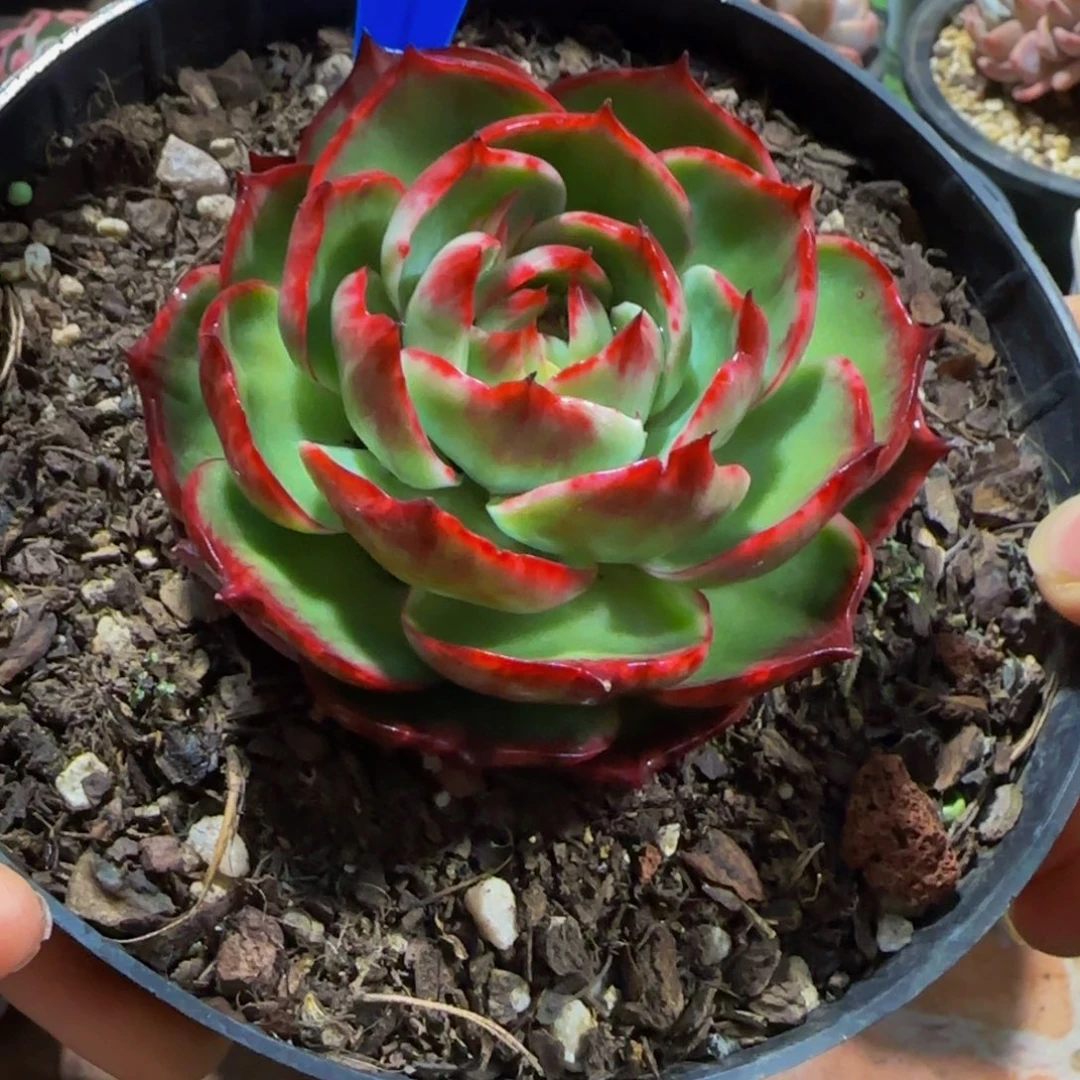 楊*湉云南冬梅多肉1027