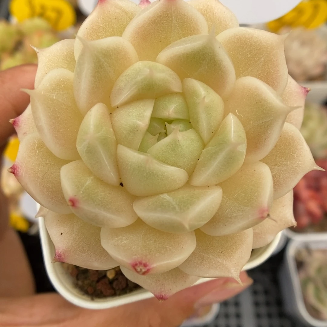 油透麦秆可拍787号。