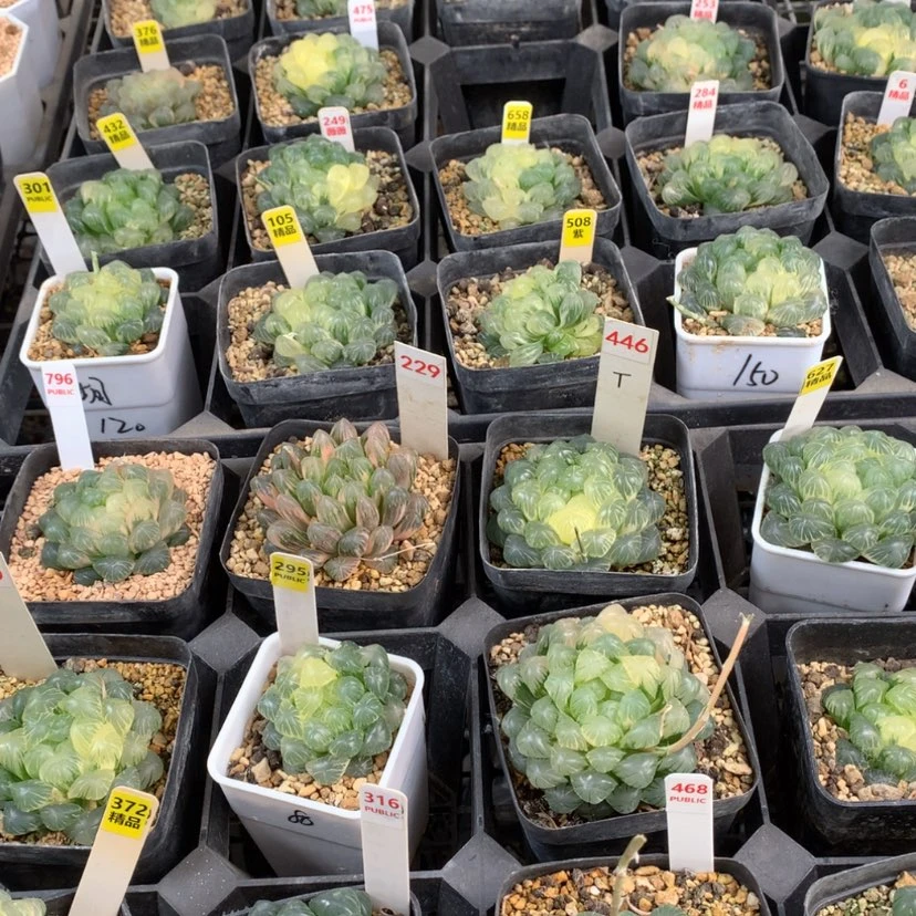 【闪购商品】243专拍