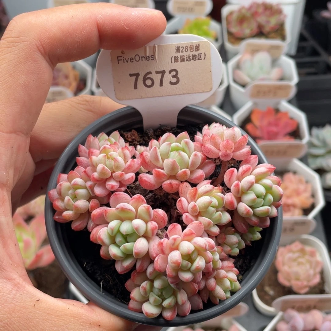 小红蛋7673-8.5厘米