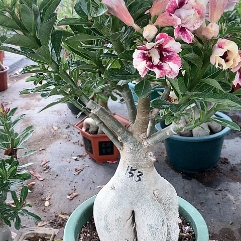 【闪购商品】无花朵圆*