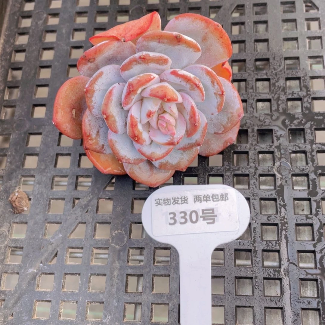 330号 韩货老桩奶茶大单头尾货