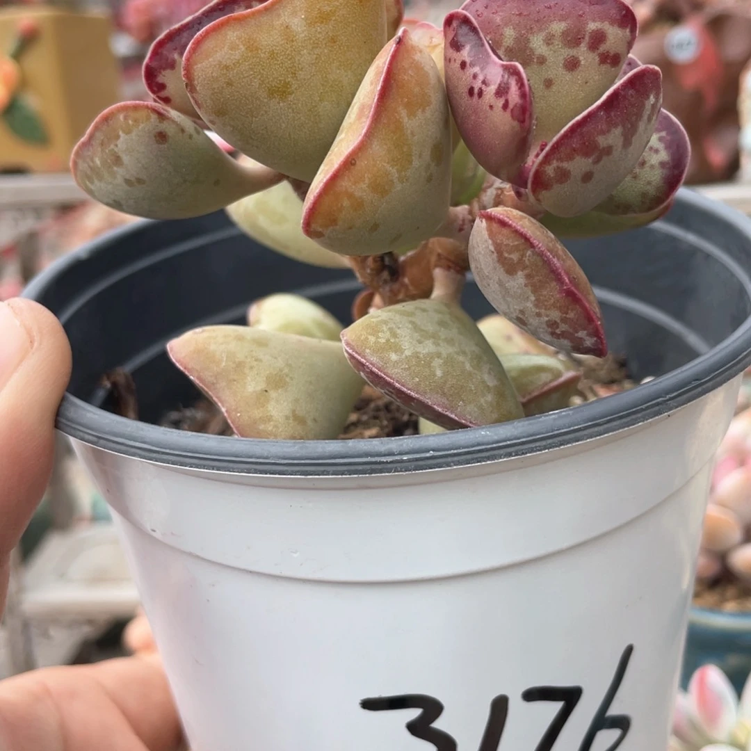 @*静爱心水泡多肉植物28.8