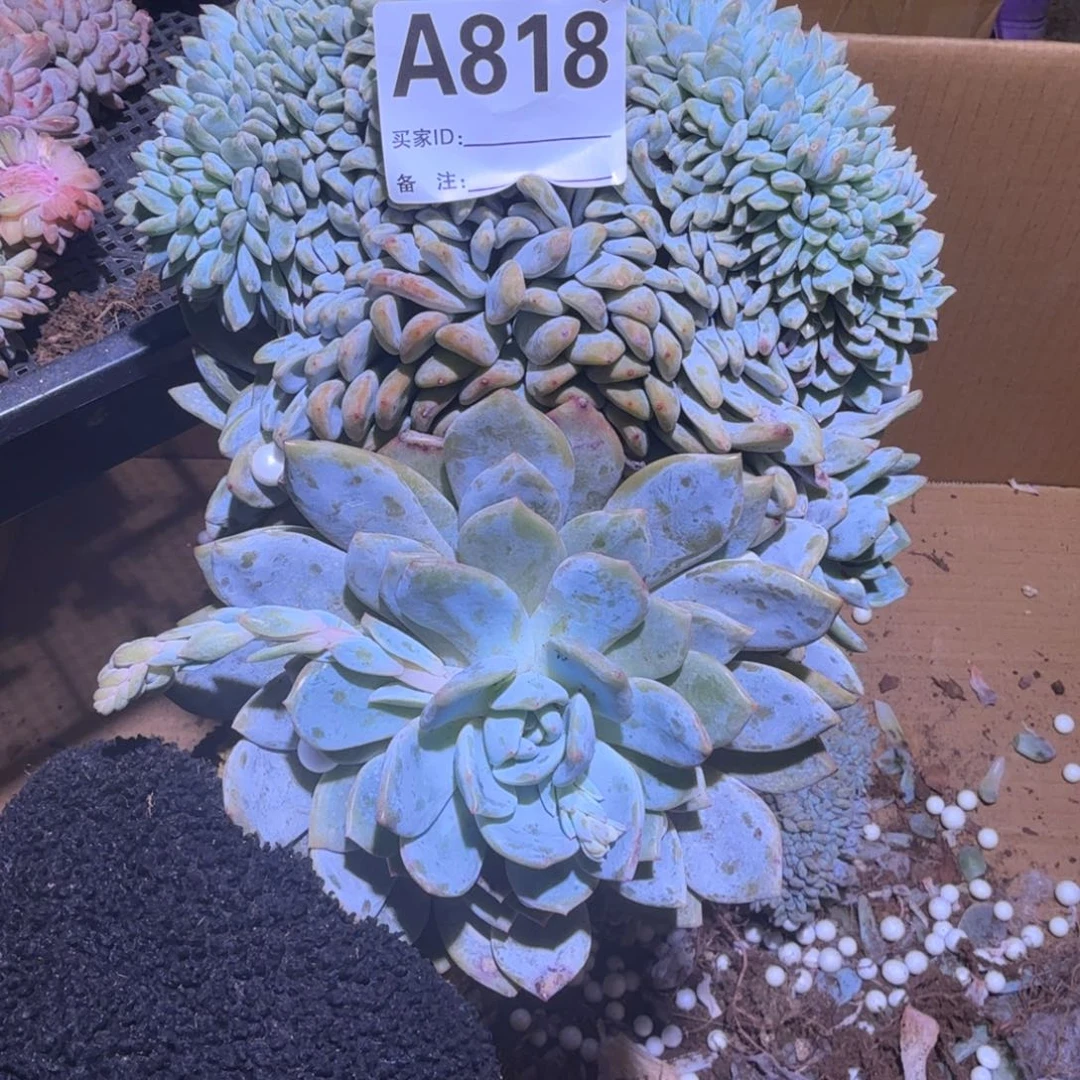 ?****?星影缀化呀呀呀呀呀