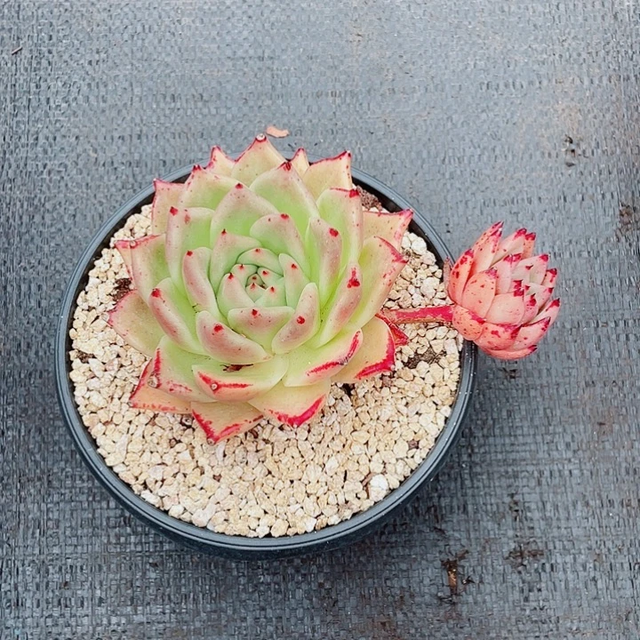 白底青冬云杂16cm