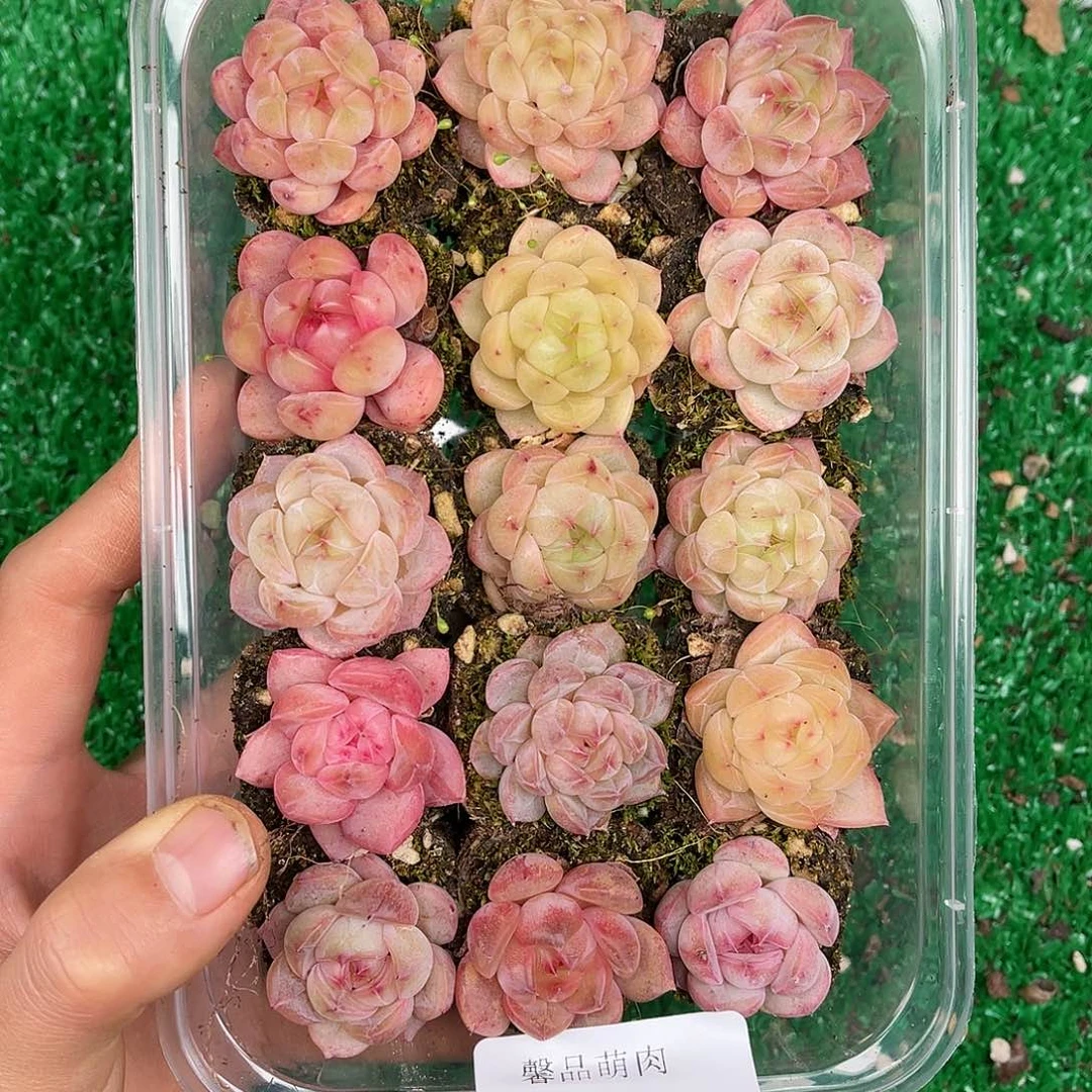 多肉一物一拍25-89