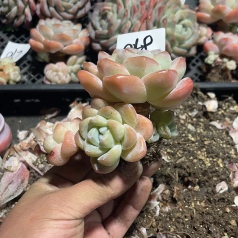 048冰玉老桩带飘枝6头10厘米