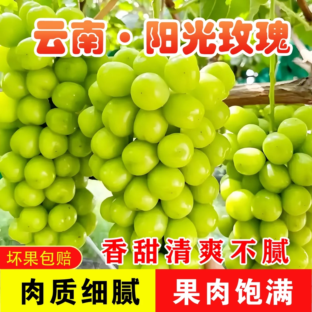 A正宗云南阳光玫瑰新鲜采摘葡萄颗颗饱满新鲜水果香甜多汁