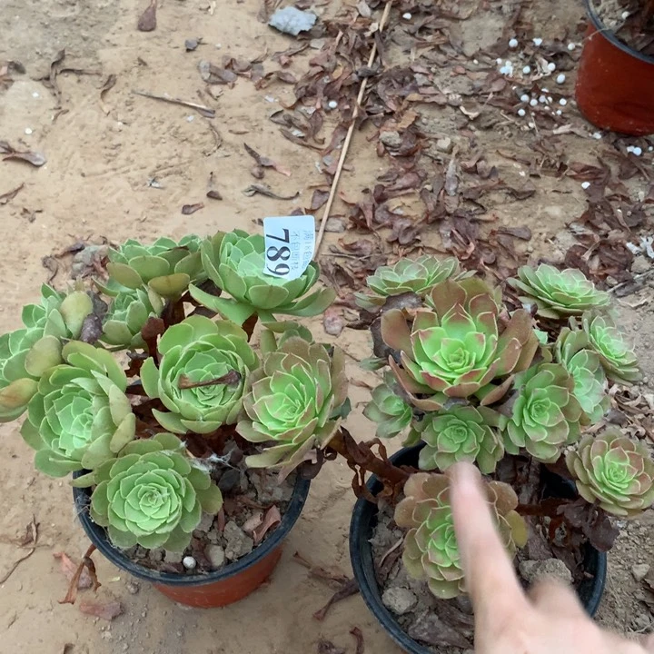 789万圣节➕杂交万圣同1