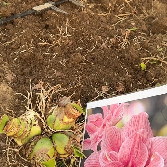 82号甜蜜妮芙四个球