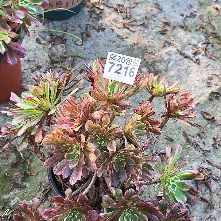 7216 一颗同花顺（断指）