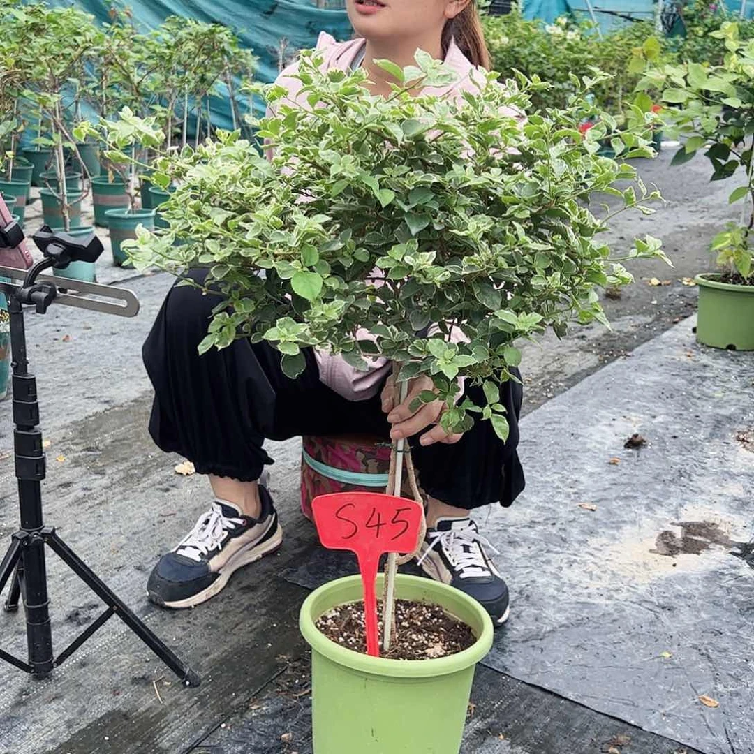 当前无花栽培后可以开花阮*吖S45少女心棒棒糖